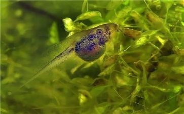 小蝌蚪找教案最新7篇