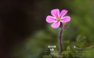 中班月计划4月份月计划6篇