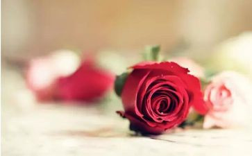 餐厅520活动方案参考8篇