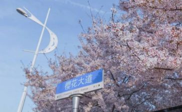 985大学校园活动策划通用8篇