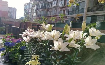 心田上的百合读后感优质8篇