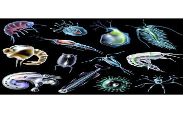 生物组工作计划8篇