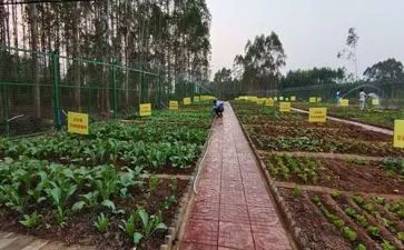 音乐活动买菜教案7篇