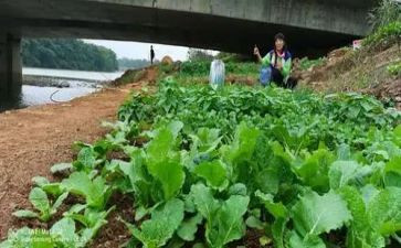 蔬菜的教案优质8篇