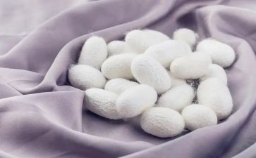 蚕的生长教案5篇