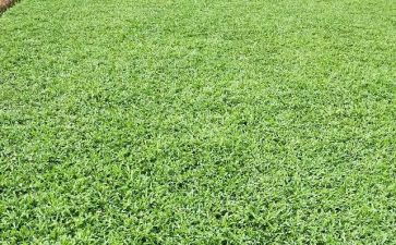 古诗草教案最新5篇