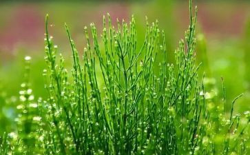 语言草的教案6篇
