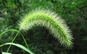 幼儿园小班《草》教案优秀6篇