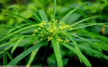 《野草》读书心得7篇