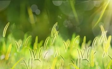 写薰衣草的作文300字6篇