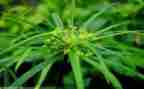 这是草小班教案6篇
