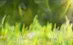写薰衣草的作文300字6篇