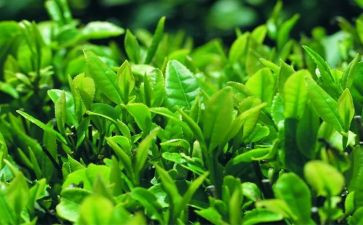 奶茶的活动方案8篇