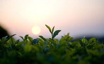 幼儿园茶主题活动教案参考7篇