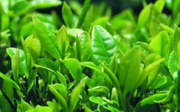 茶艺的心得体会模板8篇