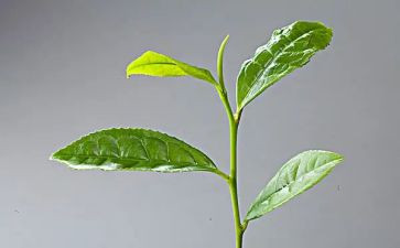茶的作用教案7篇