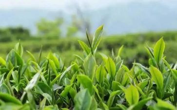 茶大班教案反思8篇
