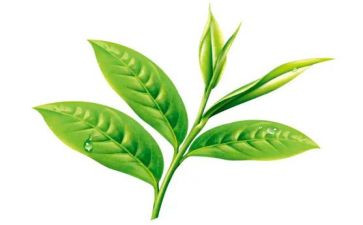 茶营销方案范文优质6篇