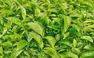 幼儿园关于茶的语言教案优质5篇