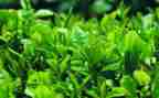 奶茶店活动方案6篇