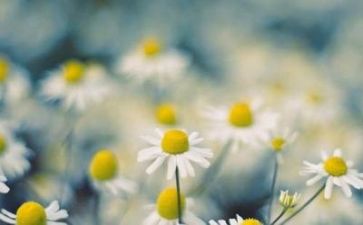 面对挫折作文700字7篇