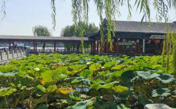 大明湖作文8篇
