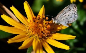 动植物学野外心得8篇