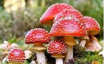 小学禁毒月活动方案5篇