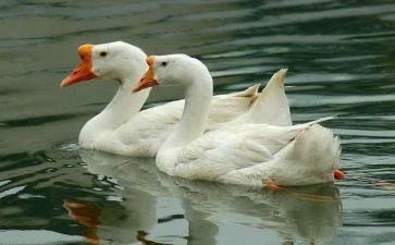 鹞子和天鹅的读后感优秀8篇