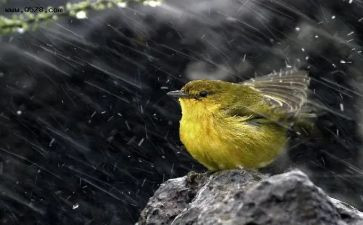 风雨桥教案8篇