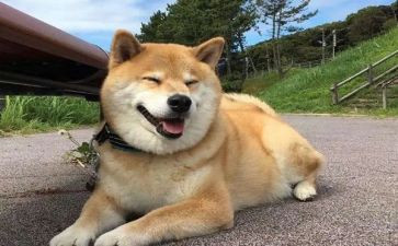 小狗的作文7篇
