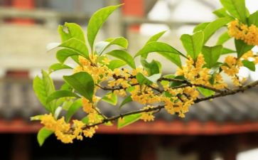 《桂花雨》教案8篇