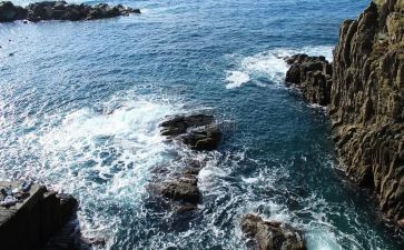 写上海野生动物园的作文5篇