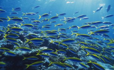 海底两万里200读后感最新5篇