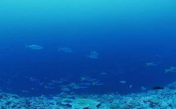 阅读海底两万里的心得体会优质8篇