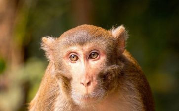 中班语言猴和牛的教案推荐5篇