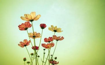 花灯的作文模板7篇