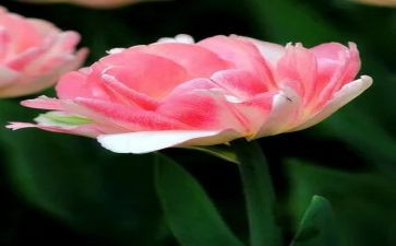 《青铜葵花》读后感优秀6篇