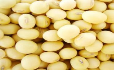 种黄豆教案6篇