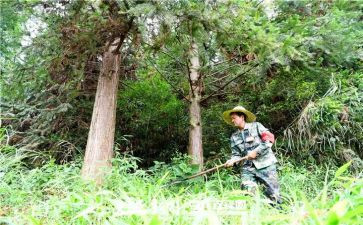 护林员月工作总结推荐7篇