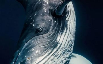 和鲸有关的读后感作文最新8篇