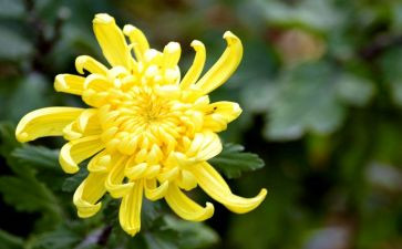 中班画菊花教案6篇