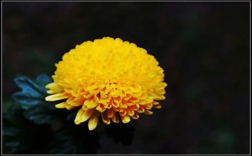 大班菊花开教案6篇