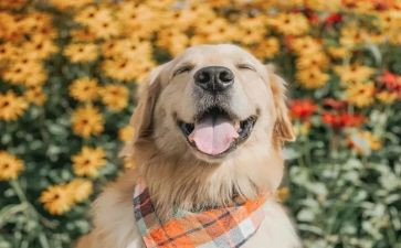 幼儿开心教案6篇