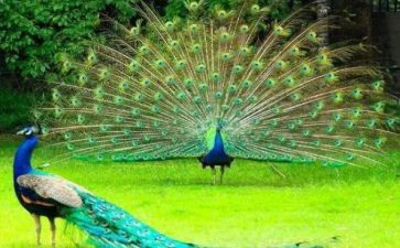 《孔雀屎咖啡》读后感5篇