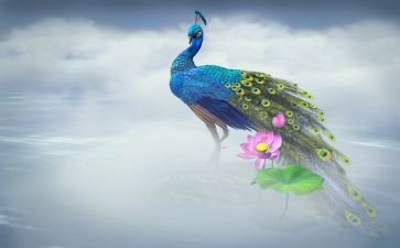 幼儿园孔雀教案5篇