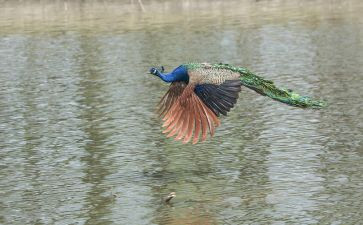 骄傲的孔雀的作文6篇