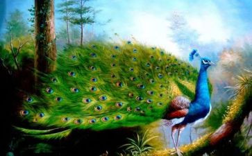 关于骄傲的小孔雀的作文6篇