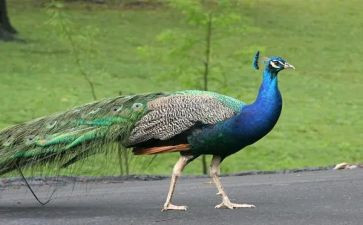 骄傲的孔雀的作文优质6篇