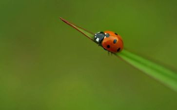 昆虫作文300字7篇
